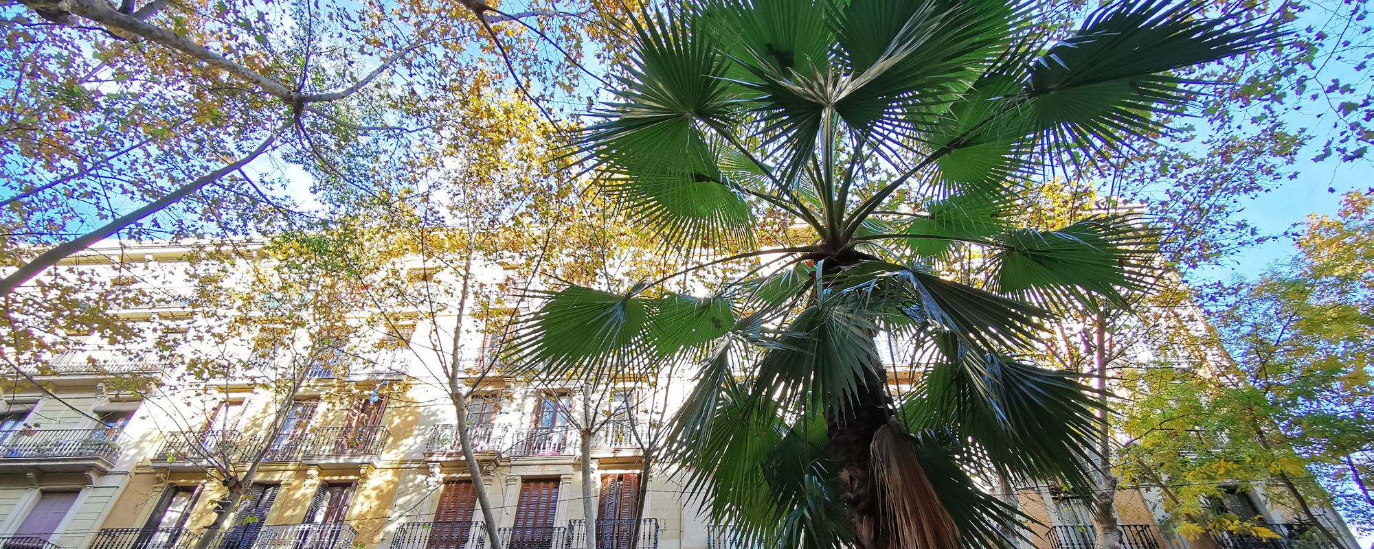 Un pic de palmier, un pic de cer, un pic de Barcelona.